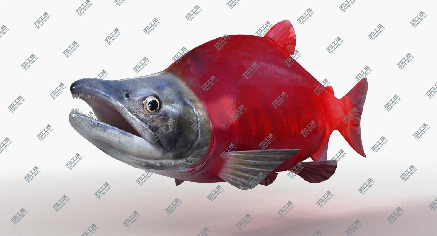 images/goods_img/2021040161/Sockeye Salmon (Animated)/5.jpg